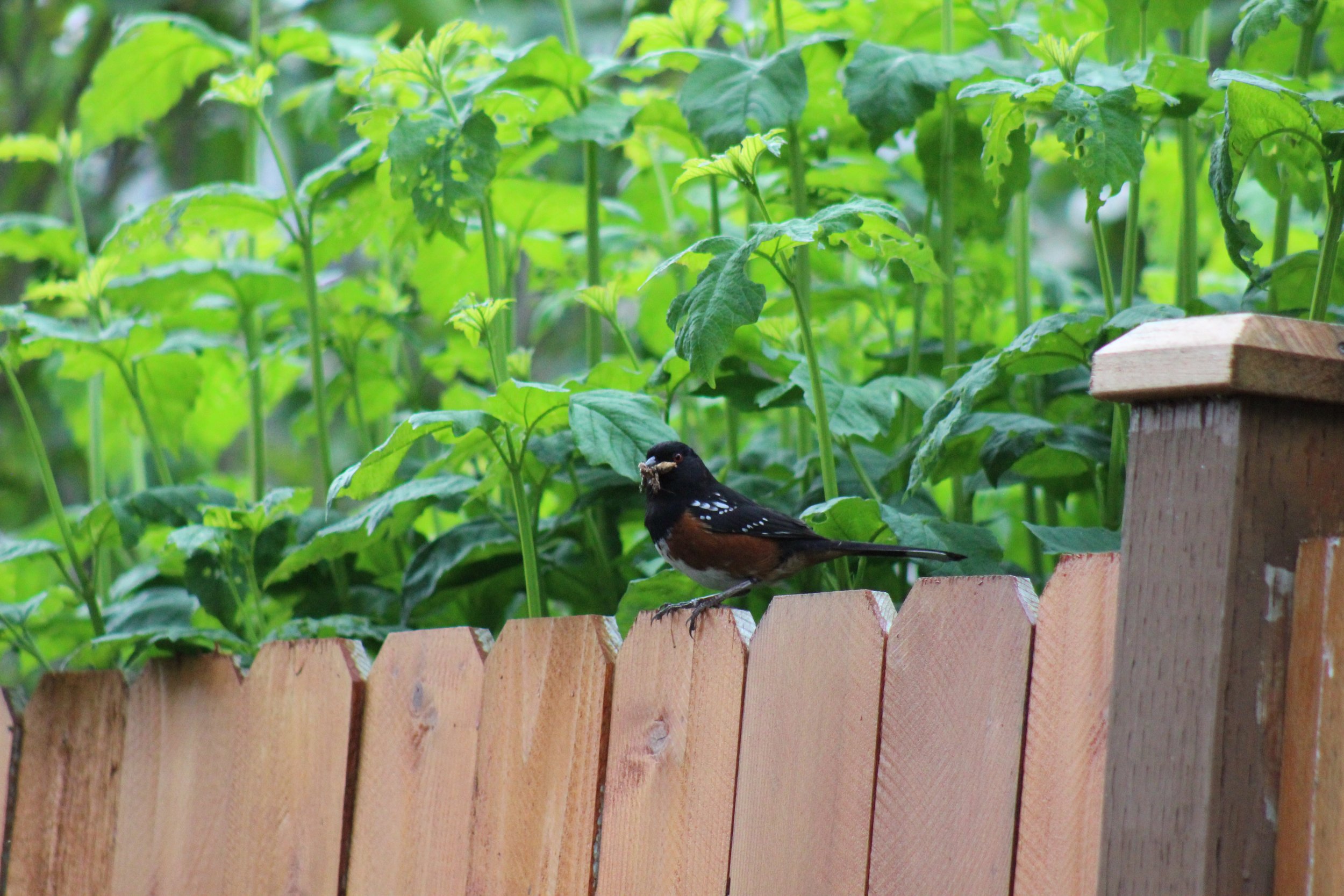  Spotted towhee collecting an insect feast for its young 