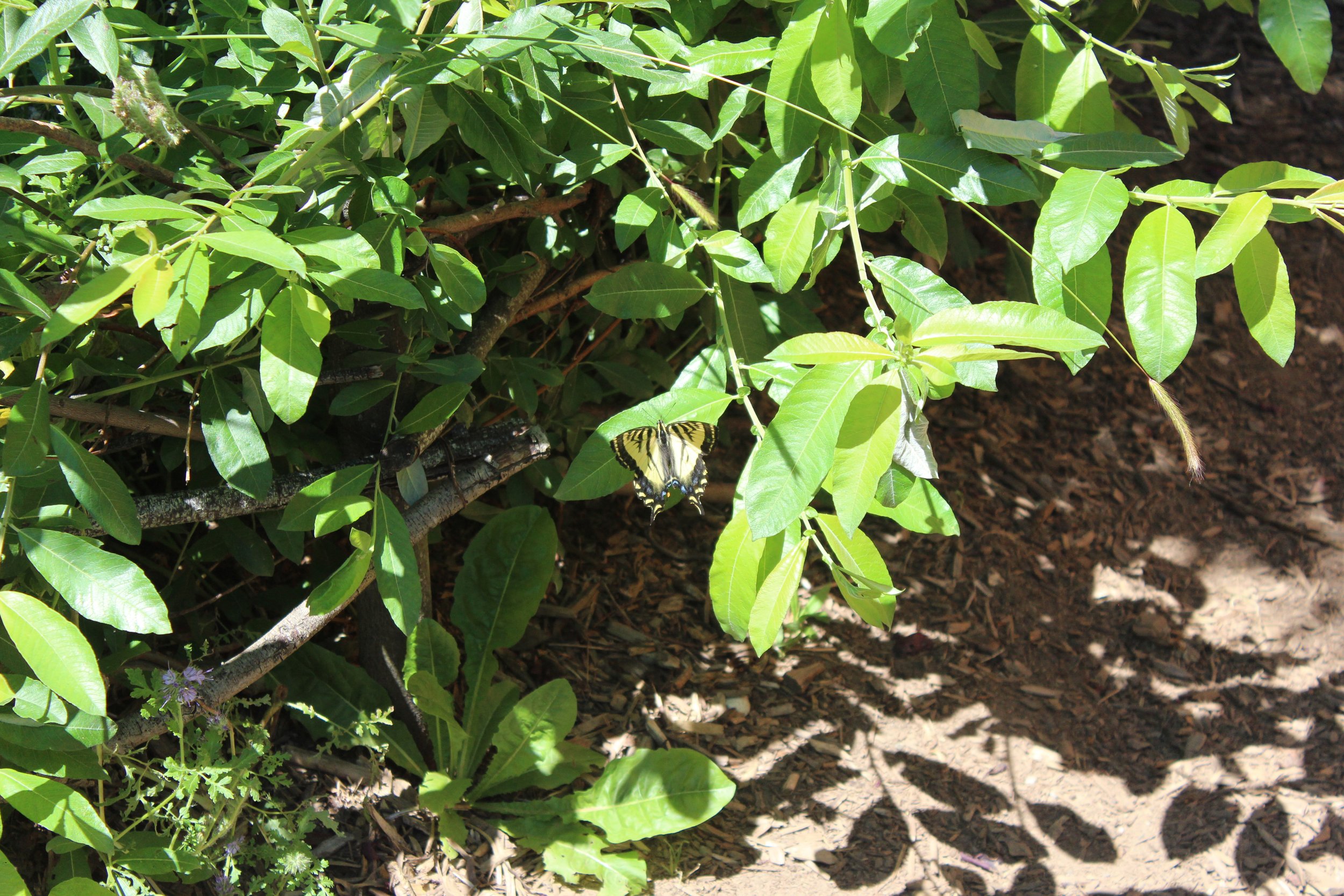  Western tiger swallowtail butterfly laying eggs on a Pacific willow leaf (willows are great host plants for butterfly larvae) 