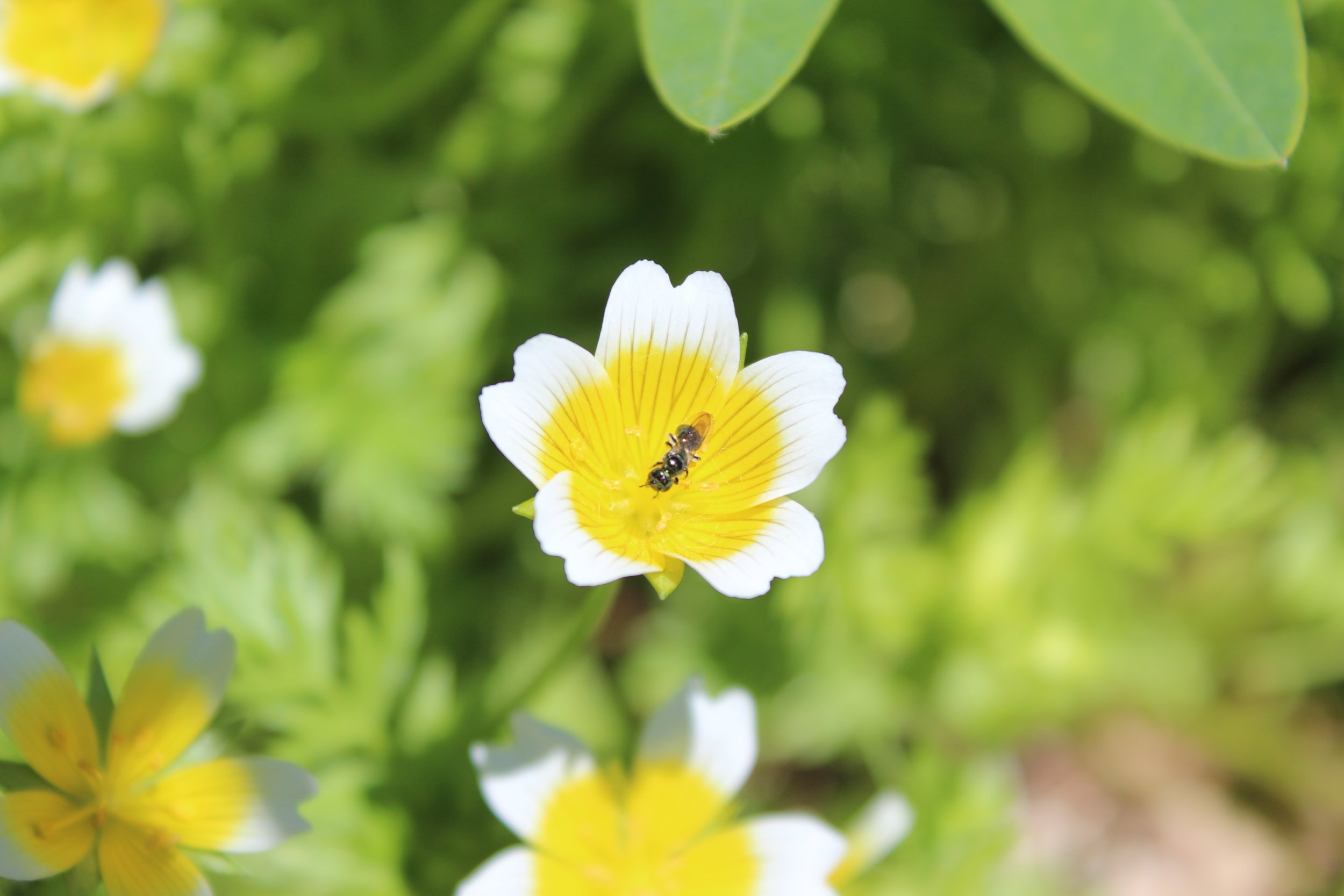  Pollinator on Douglas meadow foam flower 