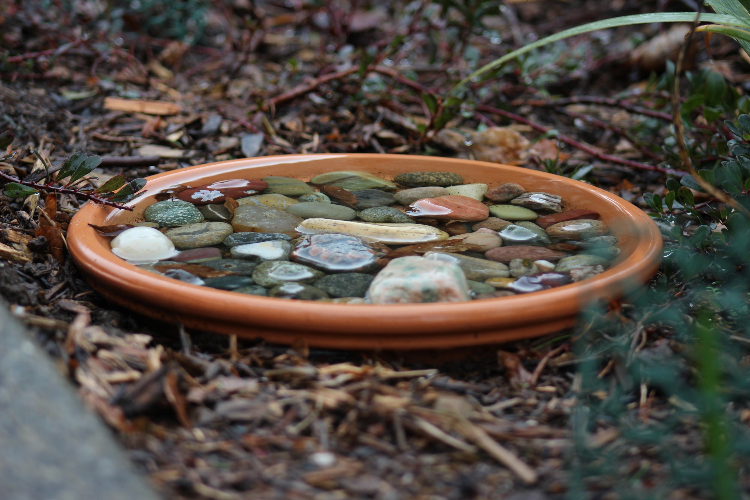  Shallow water dish for pollinators 