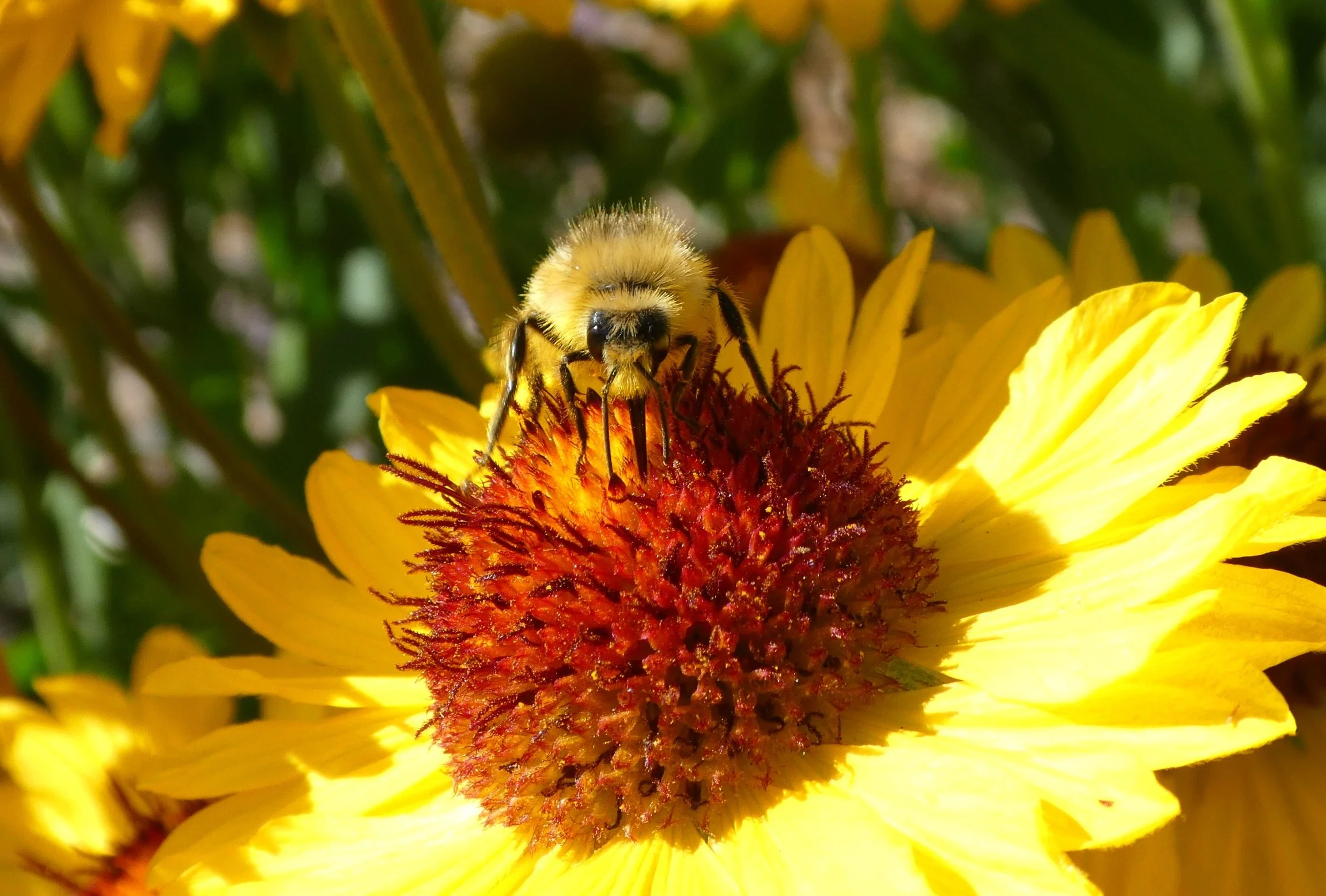 Pollinator Resources — Snohomish Conservation District