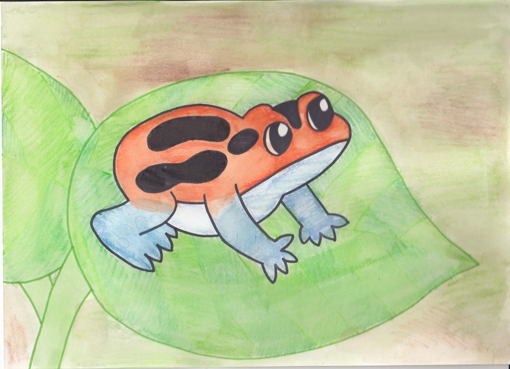 3rd Place: Poison Dart Frog by Hana Dau