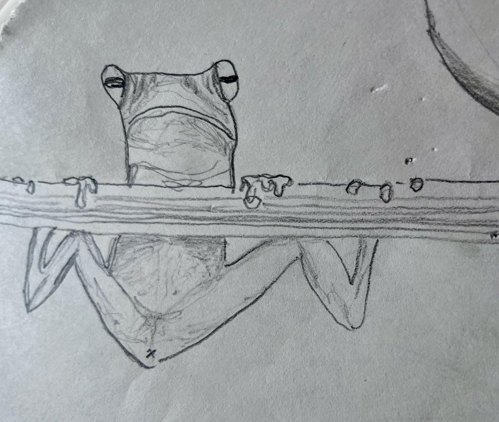 3rd Place: Tree Frog by Brandon Hughes