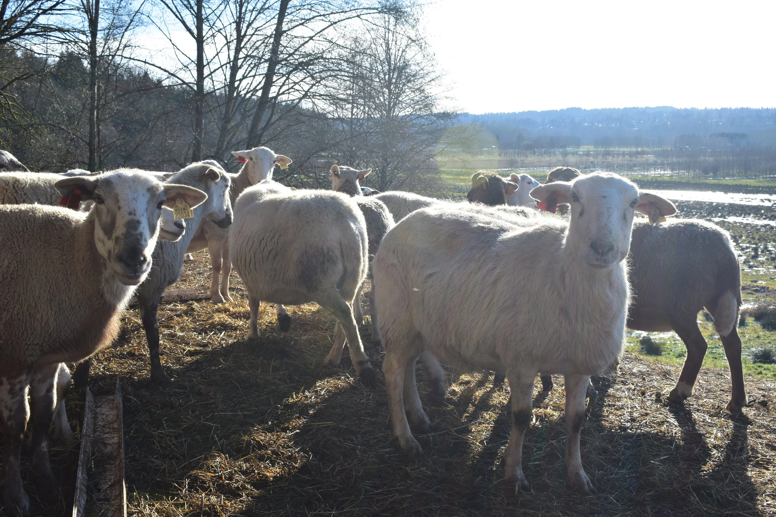Farming in a Flood Zone: Protecting Animals, Soil, and Water