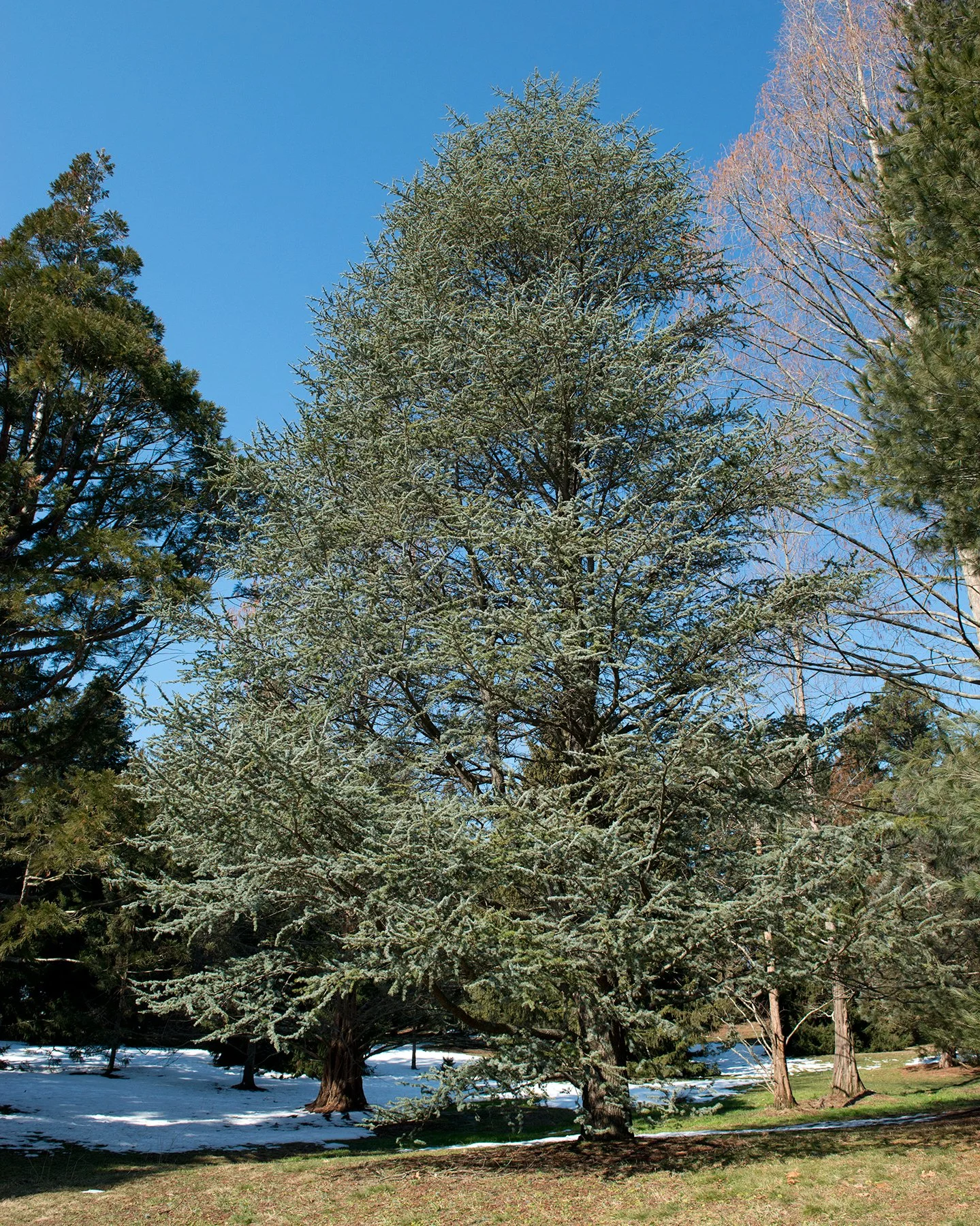 Cedrus_atlantica_'Glauca'_(Blue_Atlas_Cedar)_(33077930105).jpg
