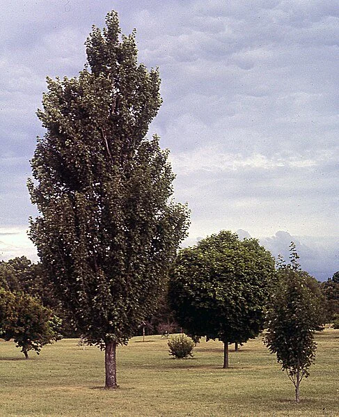 Acer_rubrum_'Armstrong'_Arboretum_Madison.jpg