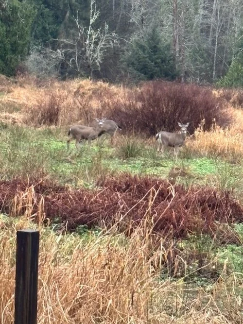 A small herd of deer graze in the section of wetland that the crew is planting in.