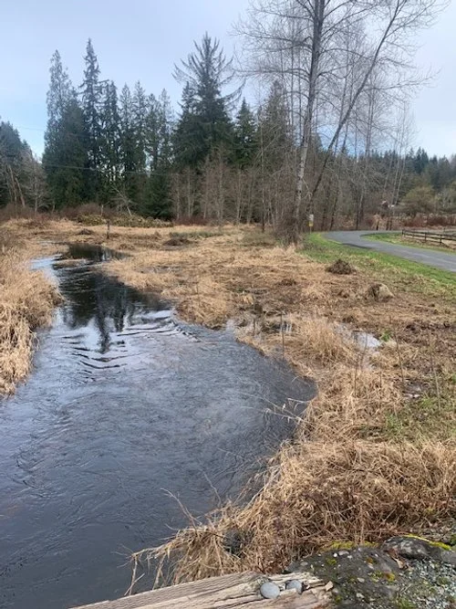 Carpenter creek running through the O'Keefe property. Little black willow stakes can be seen peeking through the tall grasses.