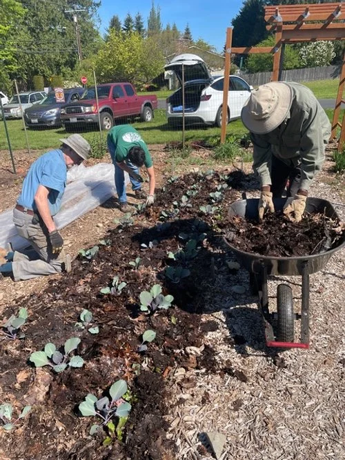 Volunteers mulch one of the cabbage beds with compost made from parishioner-donated leaves.