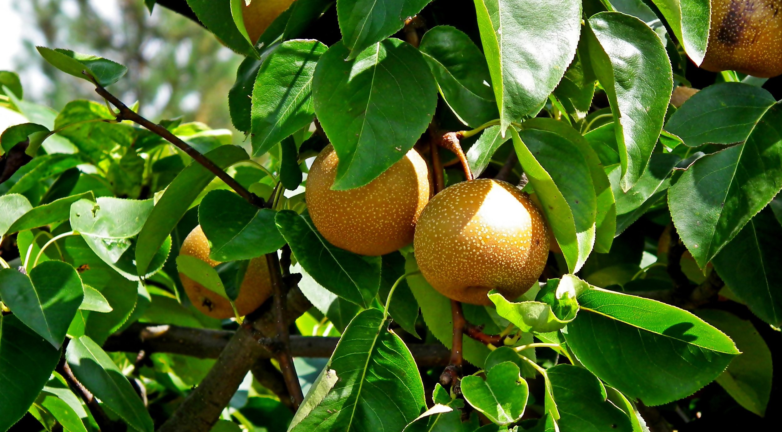 pears-4555222.jpg