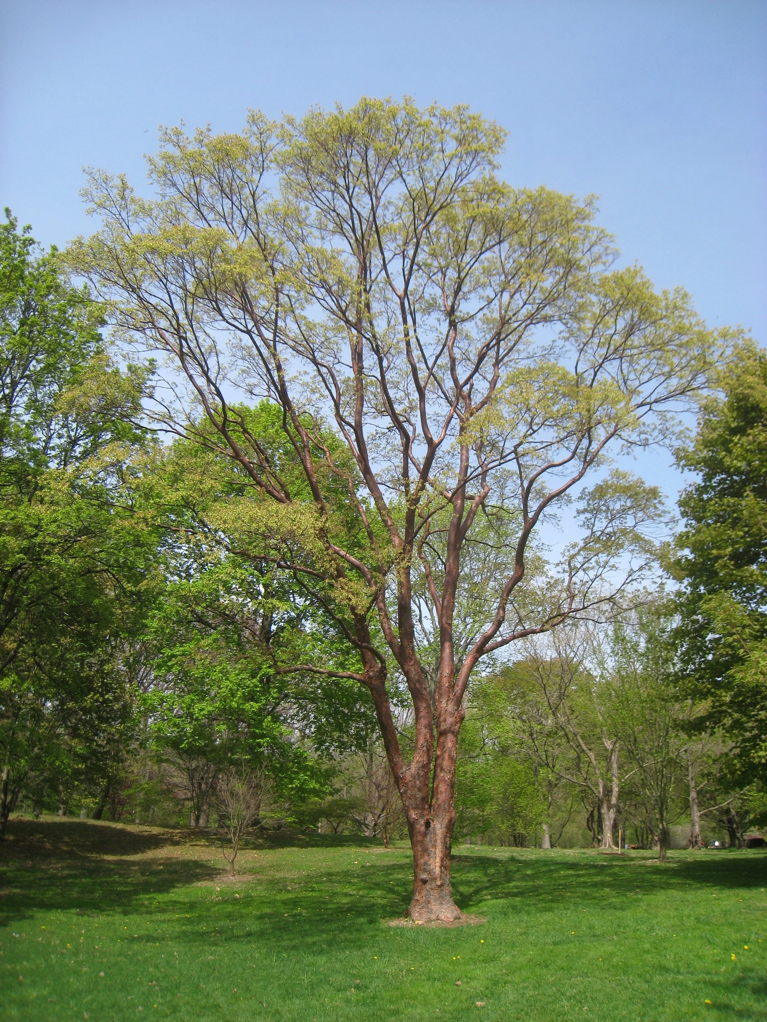 paperbark maple.jpg
