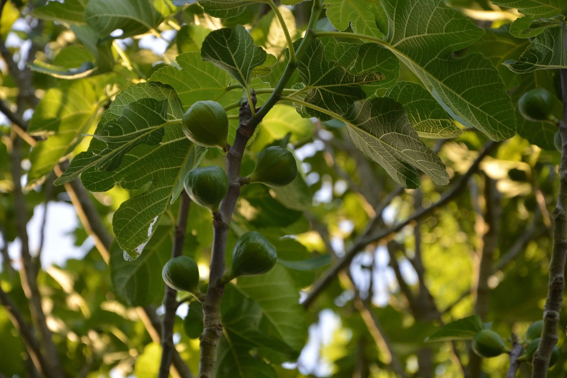 fig-tree-2484060_1920.jpg