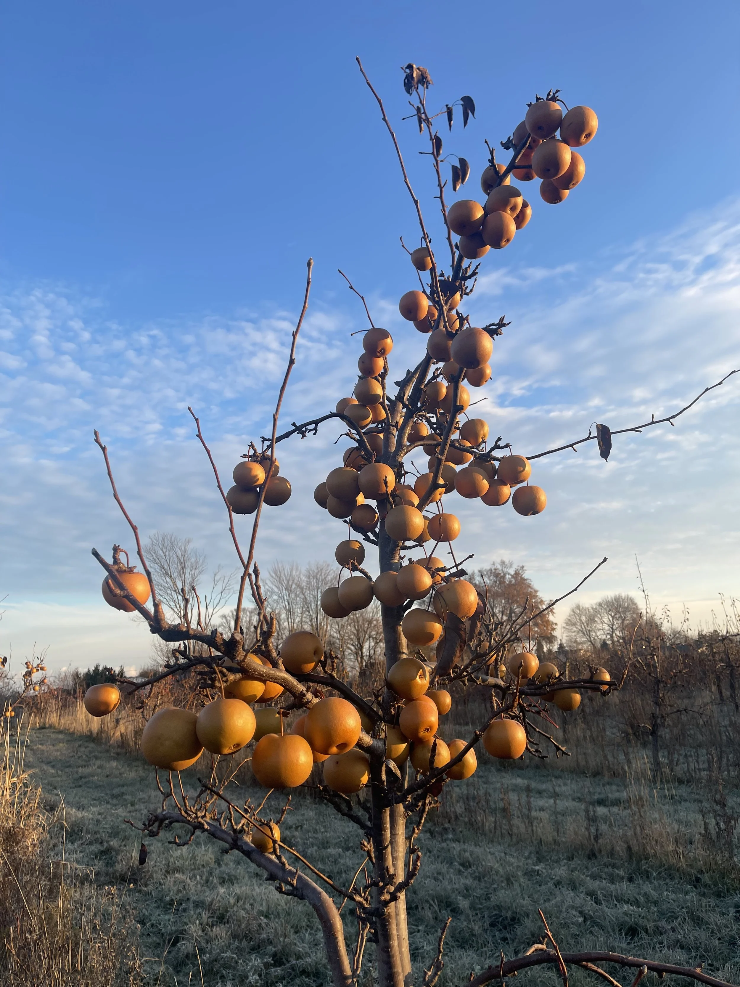 Asian_Pears,_Barker_NY,_November_2025.jpg