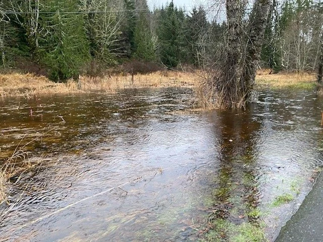 This photo is several years old and shows Carrie's section of property that held only tall grass and a few trees right next to the road. It is completely flooded.