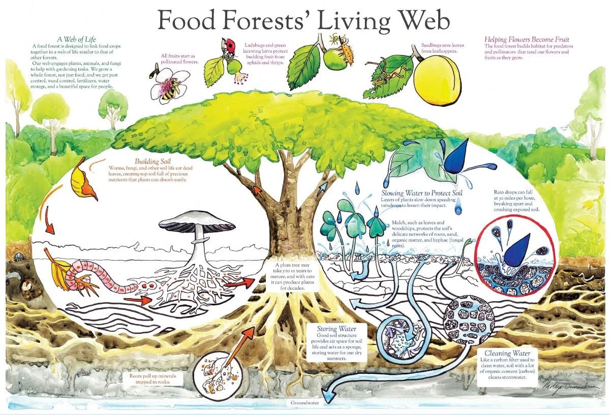 8 Major Pests of Tomato Plants and their Natural Control – Beforest   Creating Sustainable Permaculture Food Forests and Collective Living Spaces