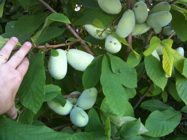 Hand_pollinated_pawpaw_fruit.jpg
