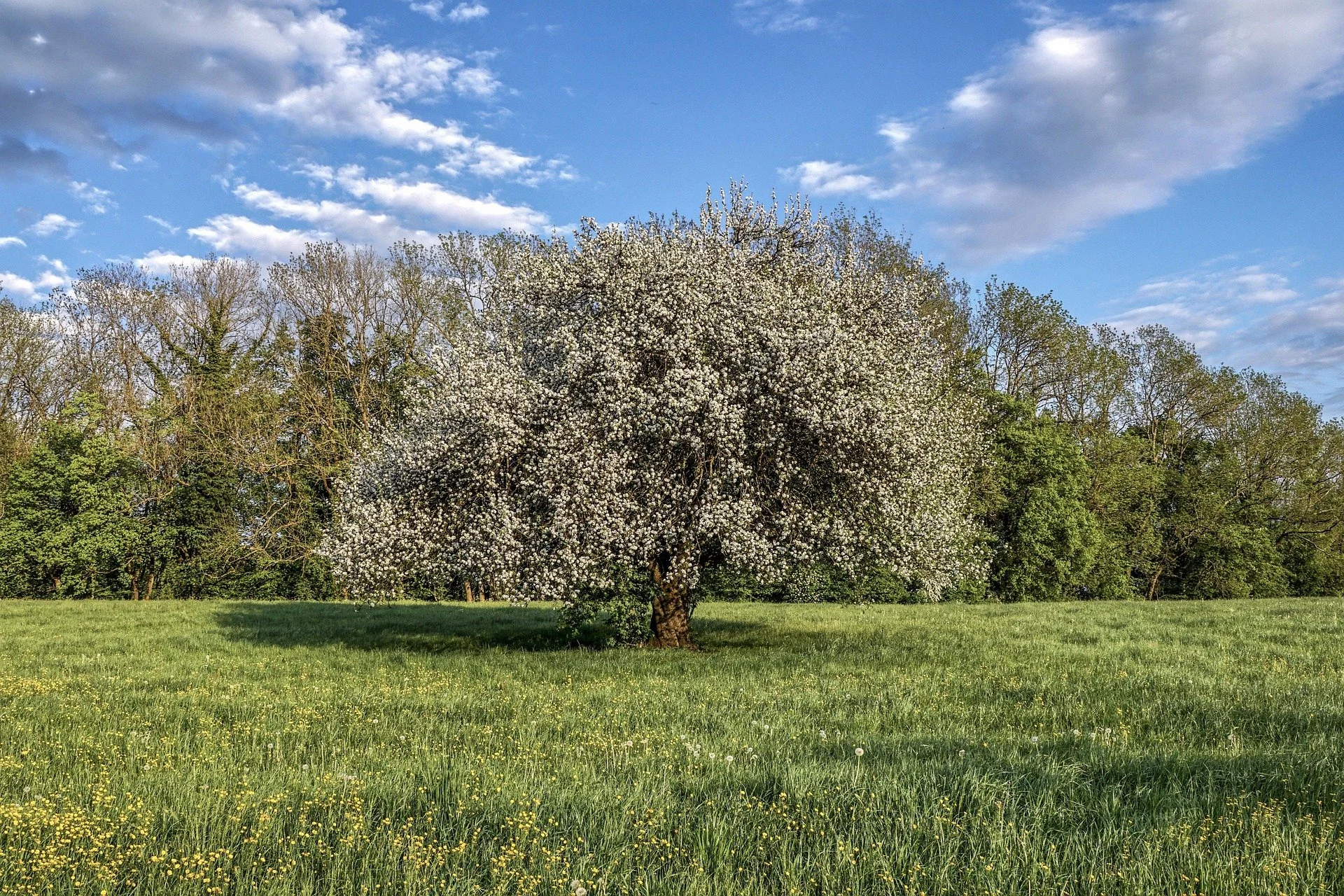 fruit-tree-5096561_1920.jpg