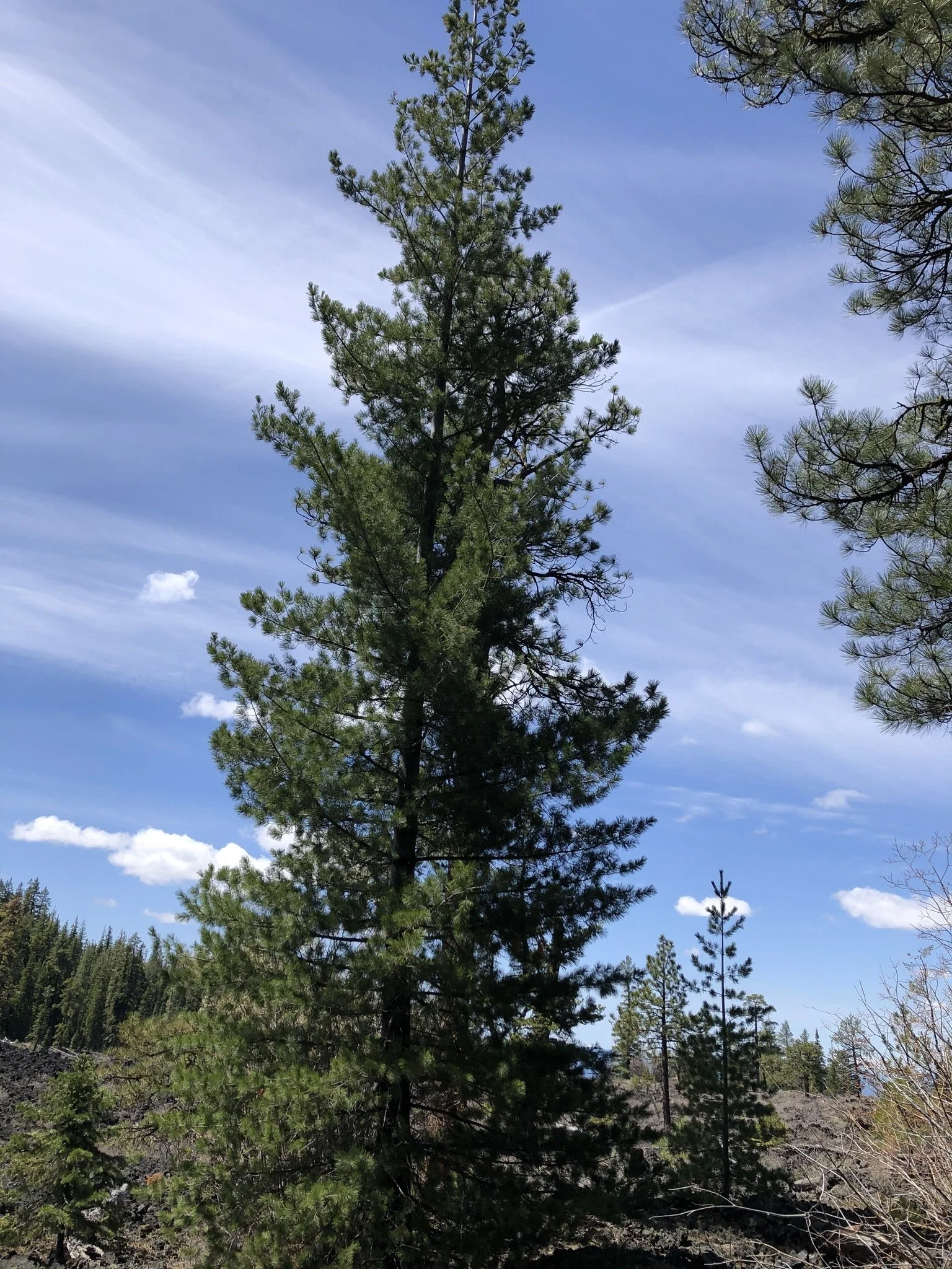 western white pine.jpeg