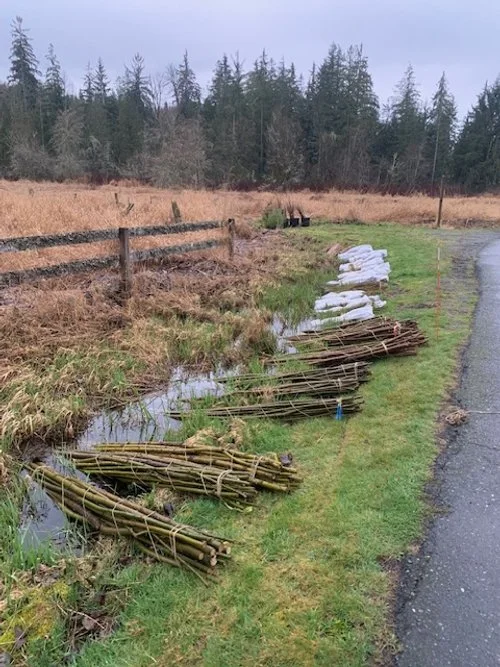 Bundles of willow and black cottonwood live stakes are stacked along the edge of the O'Keefe's fence.