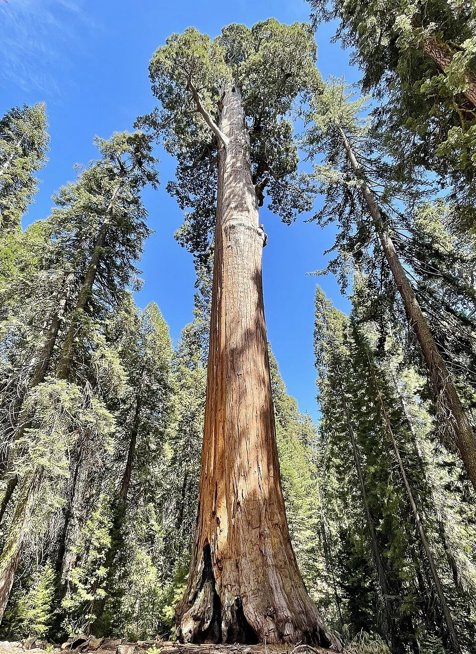 giant sequoia.jpg