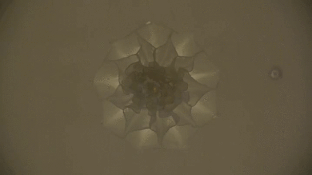 A Shylight in bloom