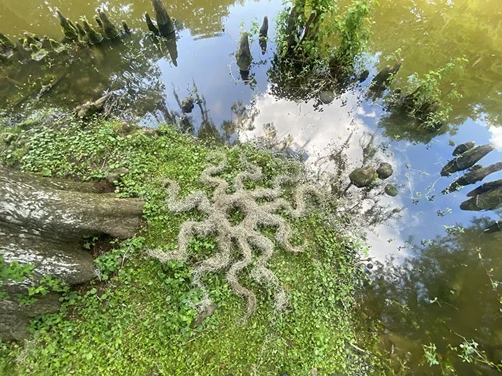 A swampy area with green vegetation, water, and partially submerged tree trunks and branches. There is a pattern of an octopus on the mossy surface near the water.