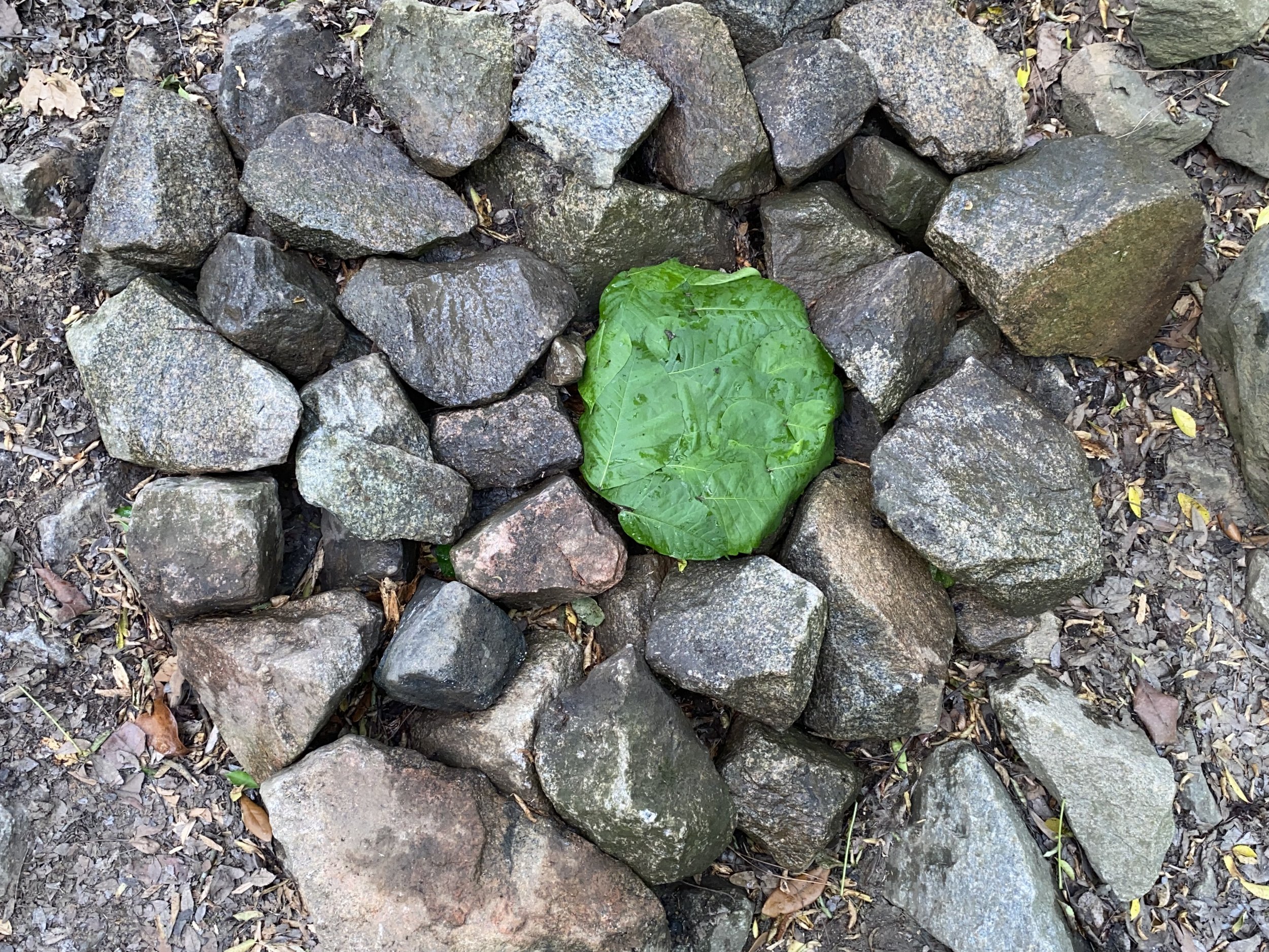 A large, green leaf among gray and brown rocks on dirt ground.