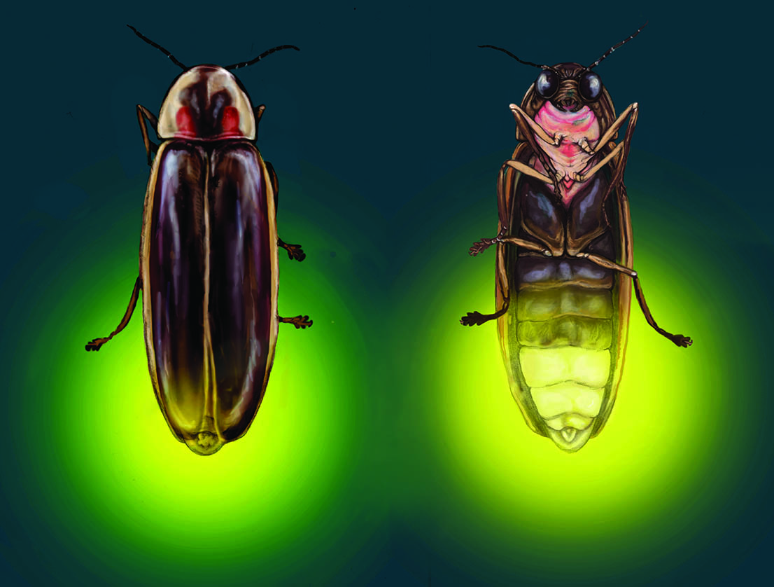 Common Firefly