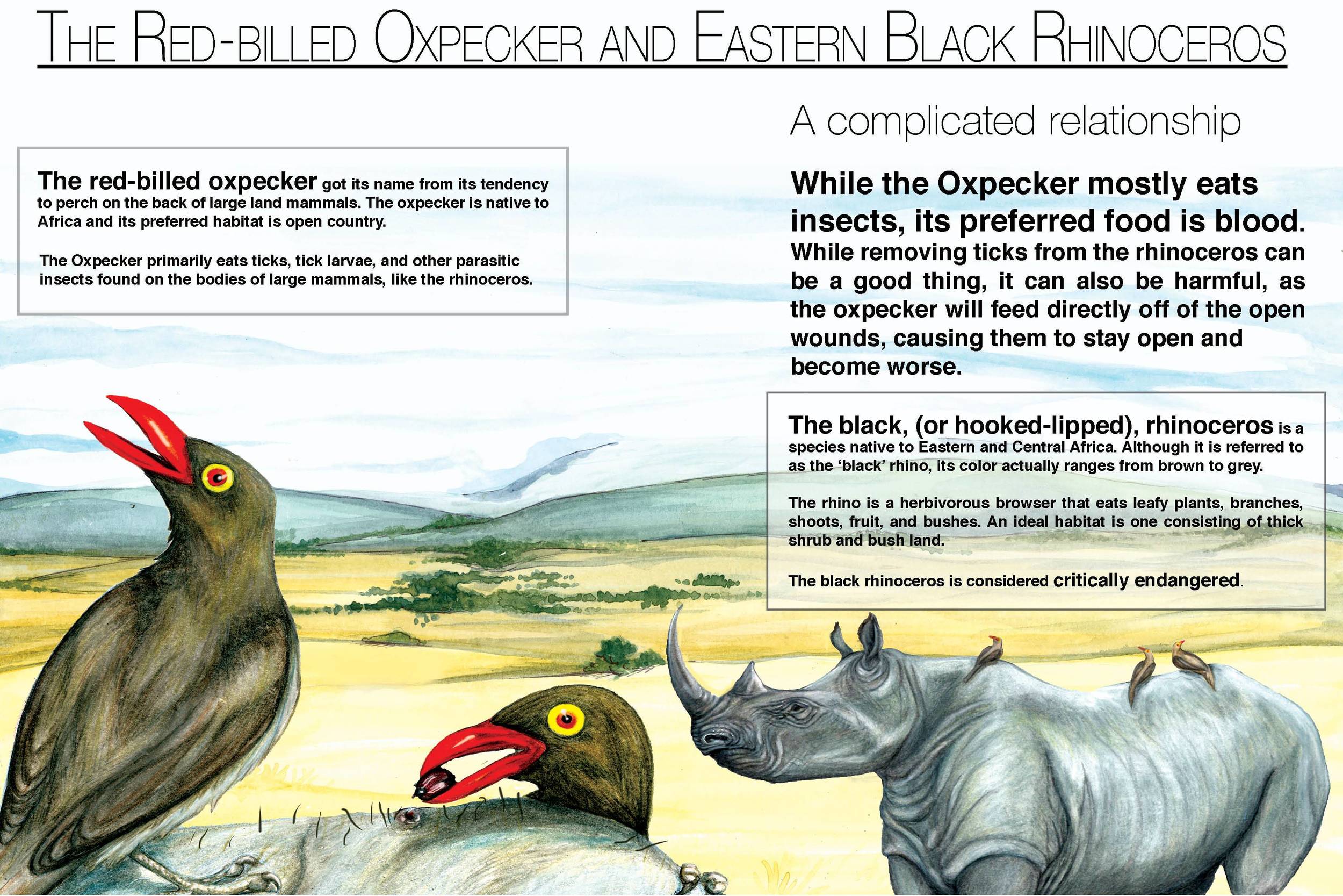 The Red-Billed Oxpecker and Black Rhinoceros