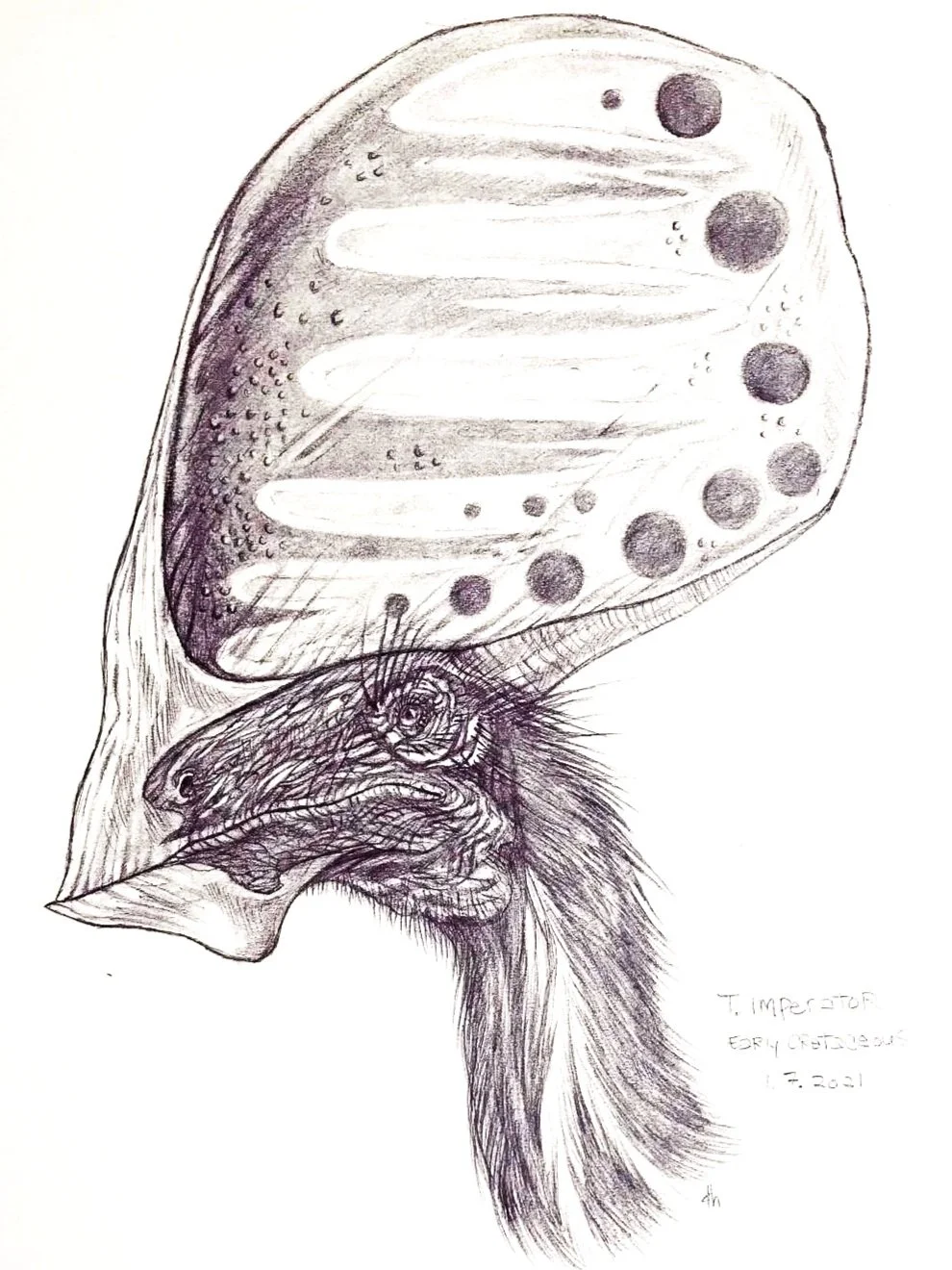 T. Imperator