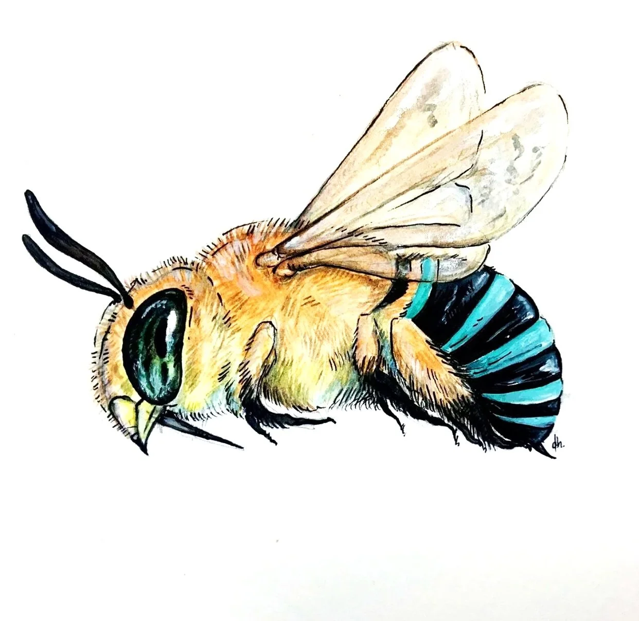 Blue Banded Bee - Amegilla cingulata
