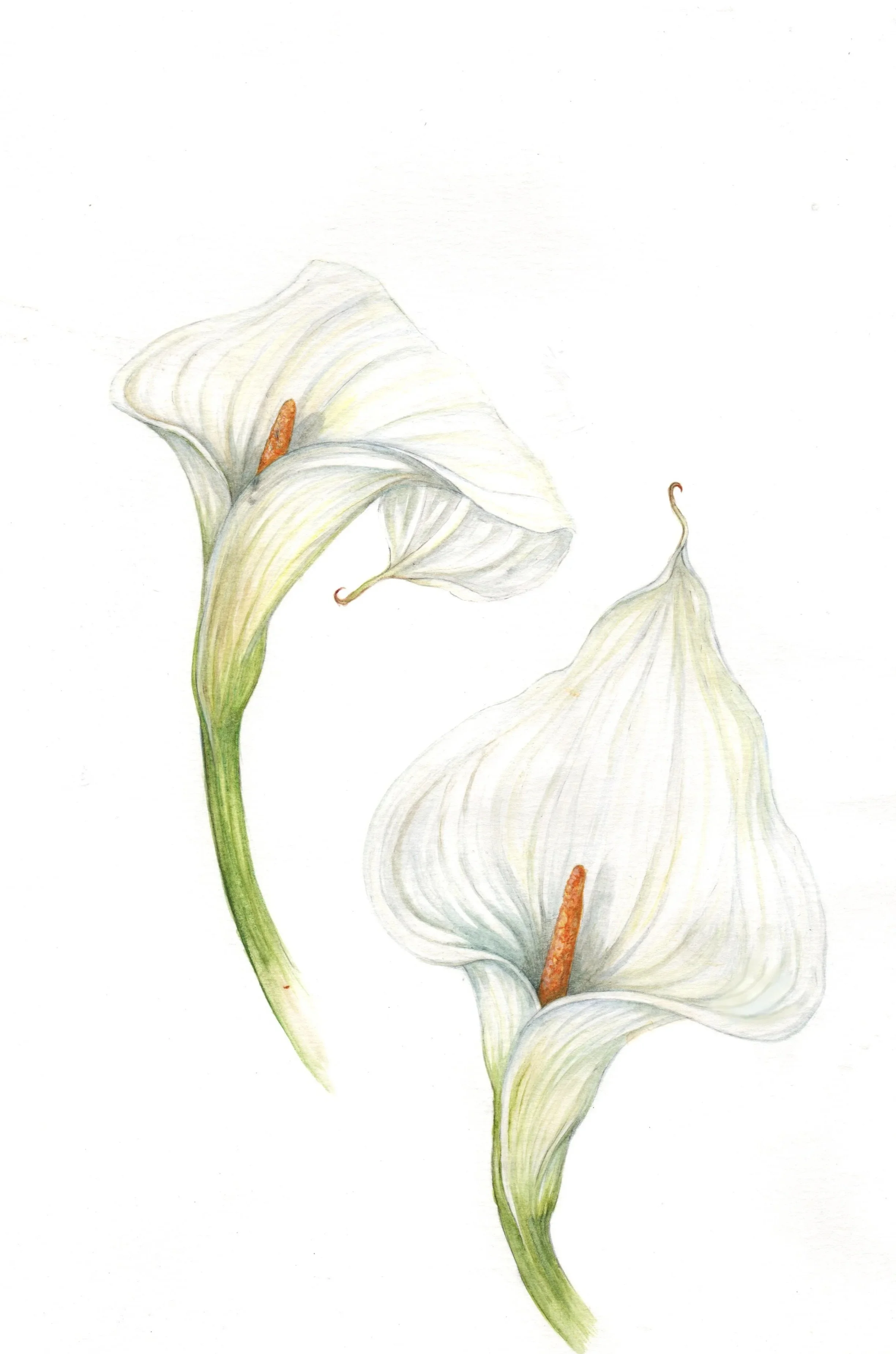Calla Lilies