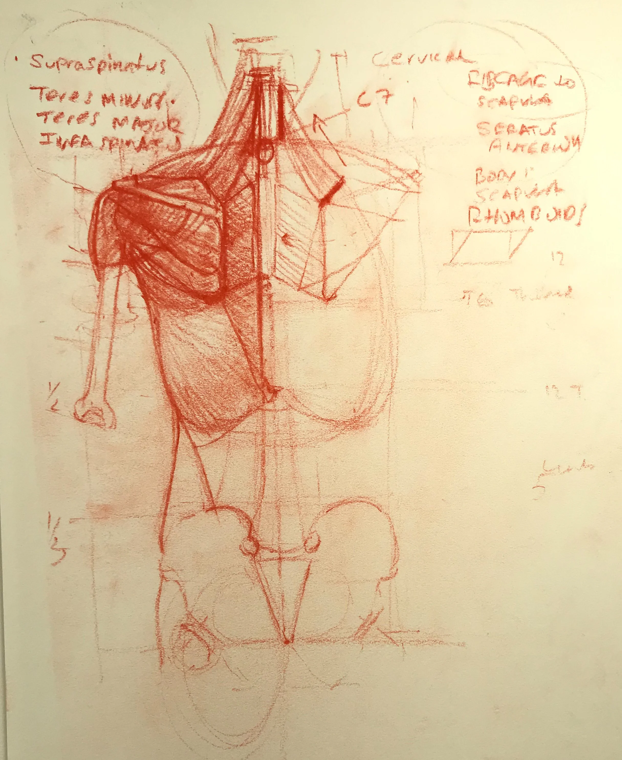 Artistic Anatomical Drawing: Tuesday 6:00-8:30pm