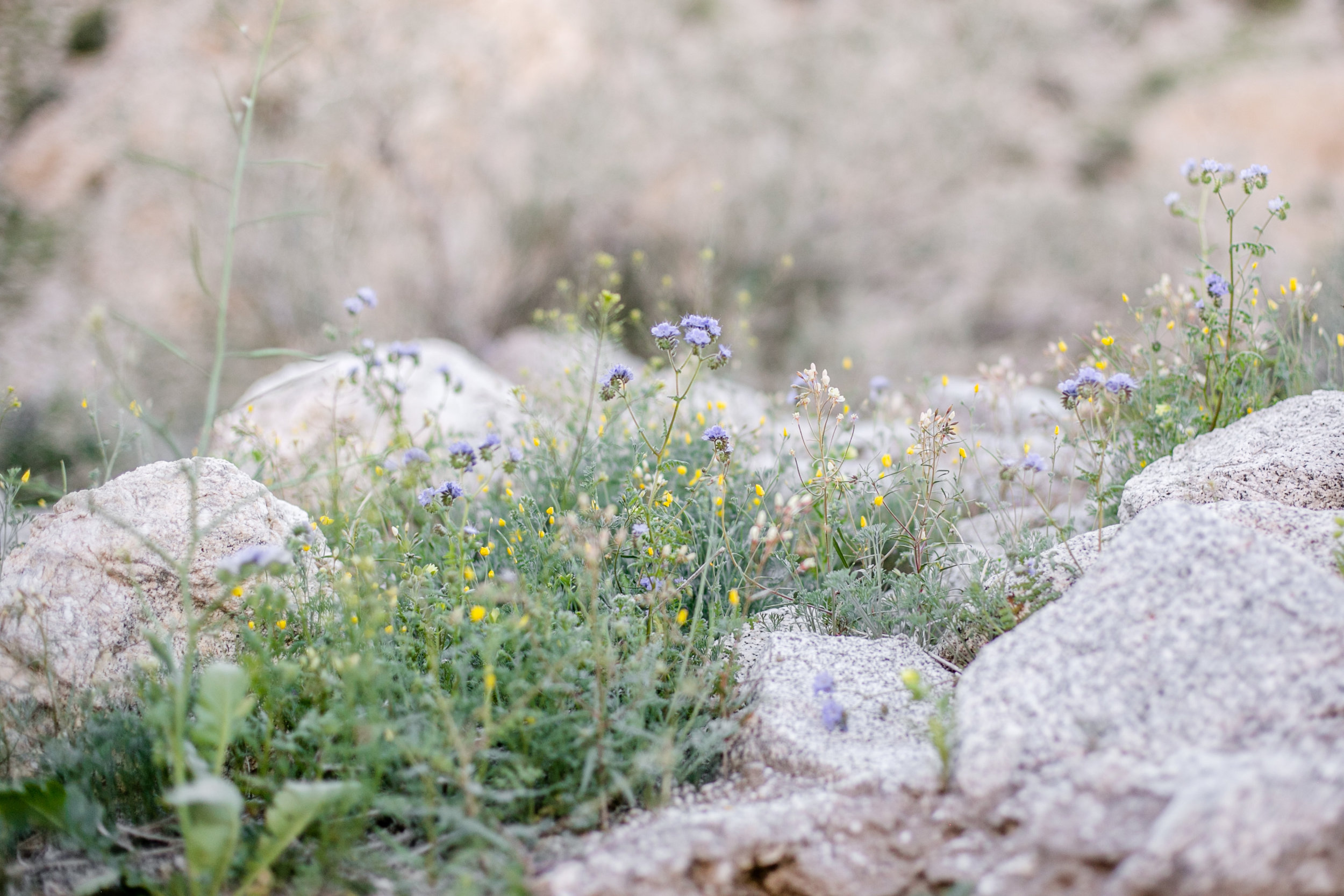 Cara's Maternity Session-6.jpg