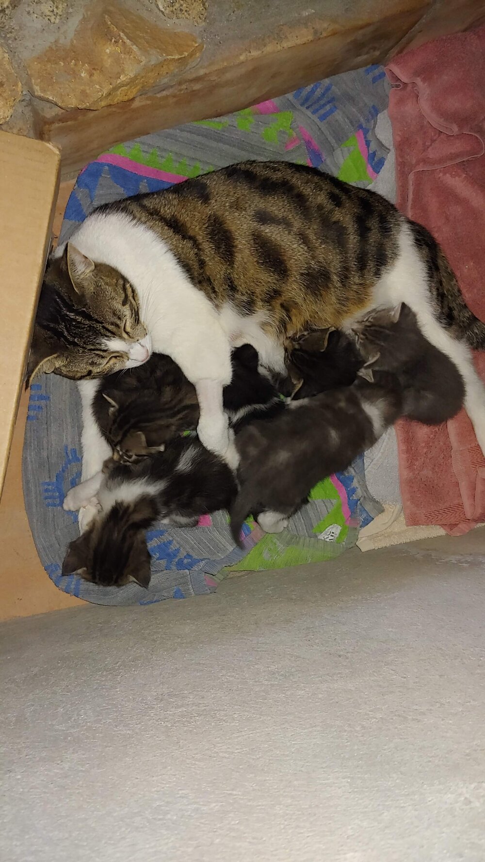Mama and Kittens.jpg