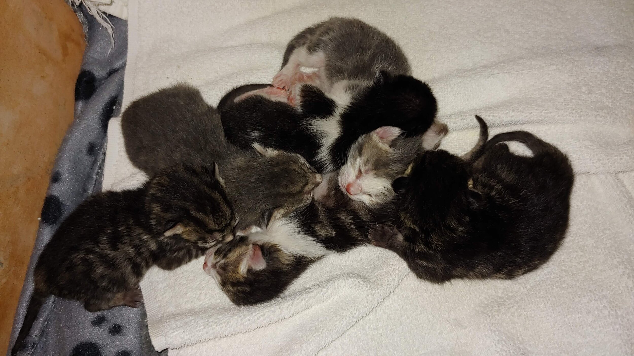 Kittens Sleeping.jpg