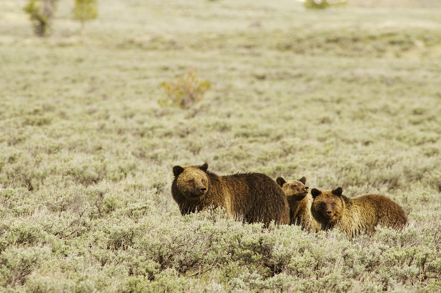 grizzInSage_YNP-xl.jpg