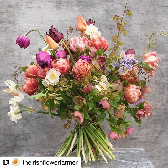 Missing seeing beautiful flowers every week ❤️ This is a close second, amazing work from @theirishflowerfarmer 
Repost @theirishflowerfarmer ・・
When @clairebarryhair asked me earlier this week if it would be possible  to deliver a seasonal bouquet to