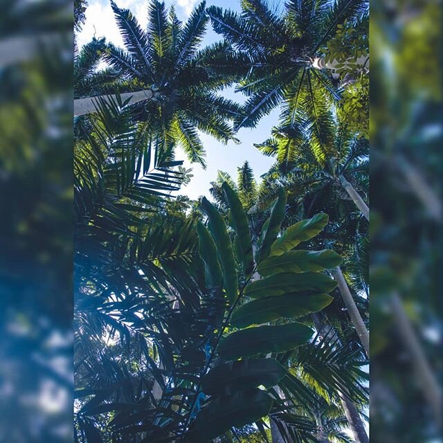 Barbados was full of surprises. Legit had no idea they had any kind of rainforest at all!

Got some inspiration from another Caribbean photographer for this one. Any guesses who? 1 clue, they're dope af.

#Barbados #flowerforest #barbadosfilmfestival