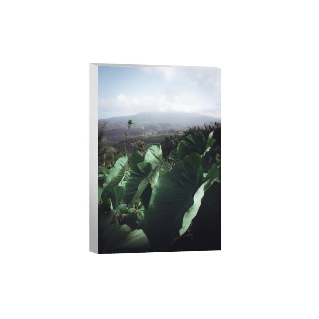 canvas_rectangle2_3_0_0_2592_3888_0_false_ffffff_0_0.png