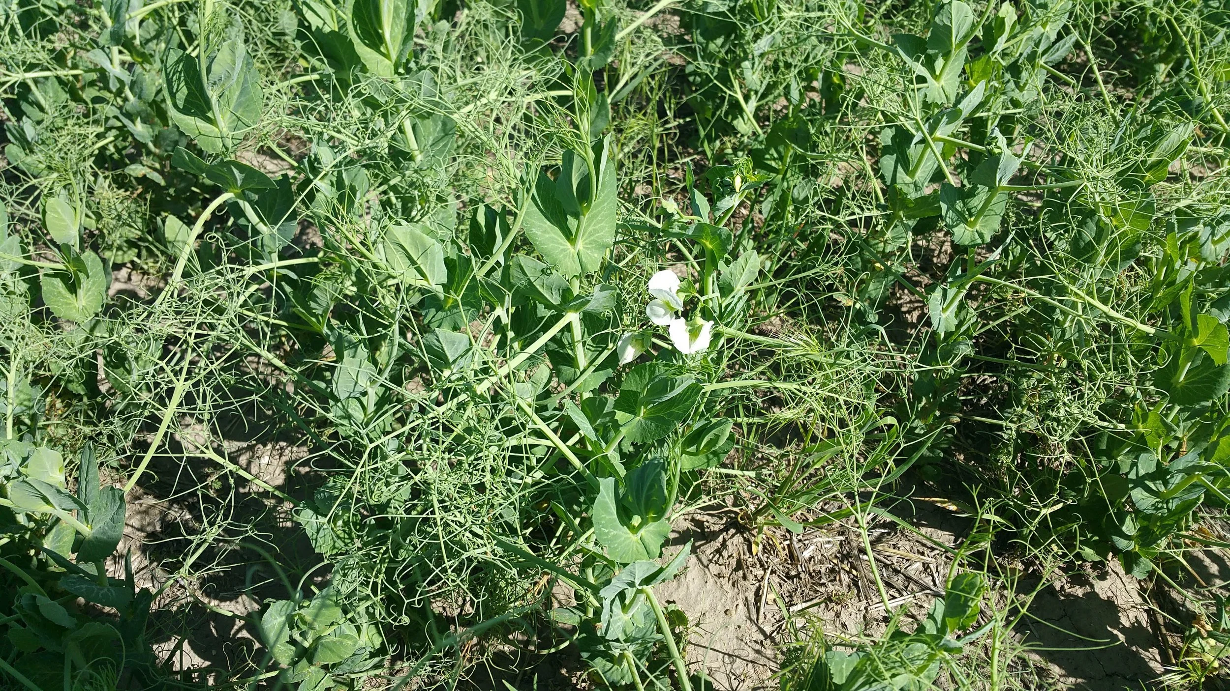 Durwood Yellow Peas 