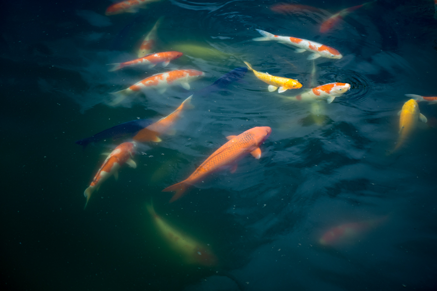  Koi Pond, Chi Lin Nunnery 