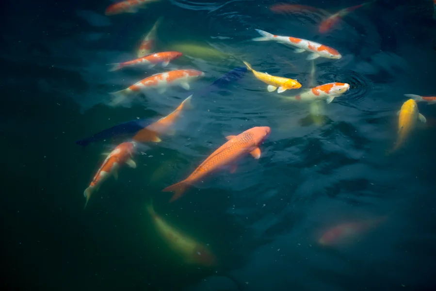 Koi Pond, Chi Lin Nunnery