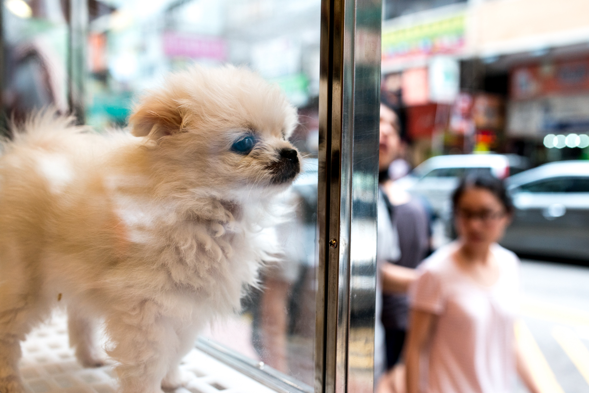  Dogs, cats, hamsters, and rabbits are also easy to come by in Mongkok, but are often rather expensive 