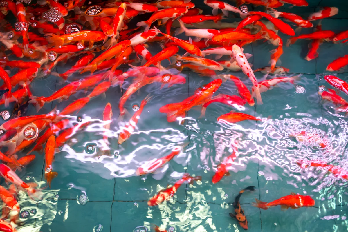 Interior of a shop with koi fish for sale