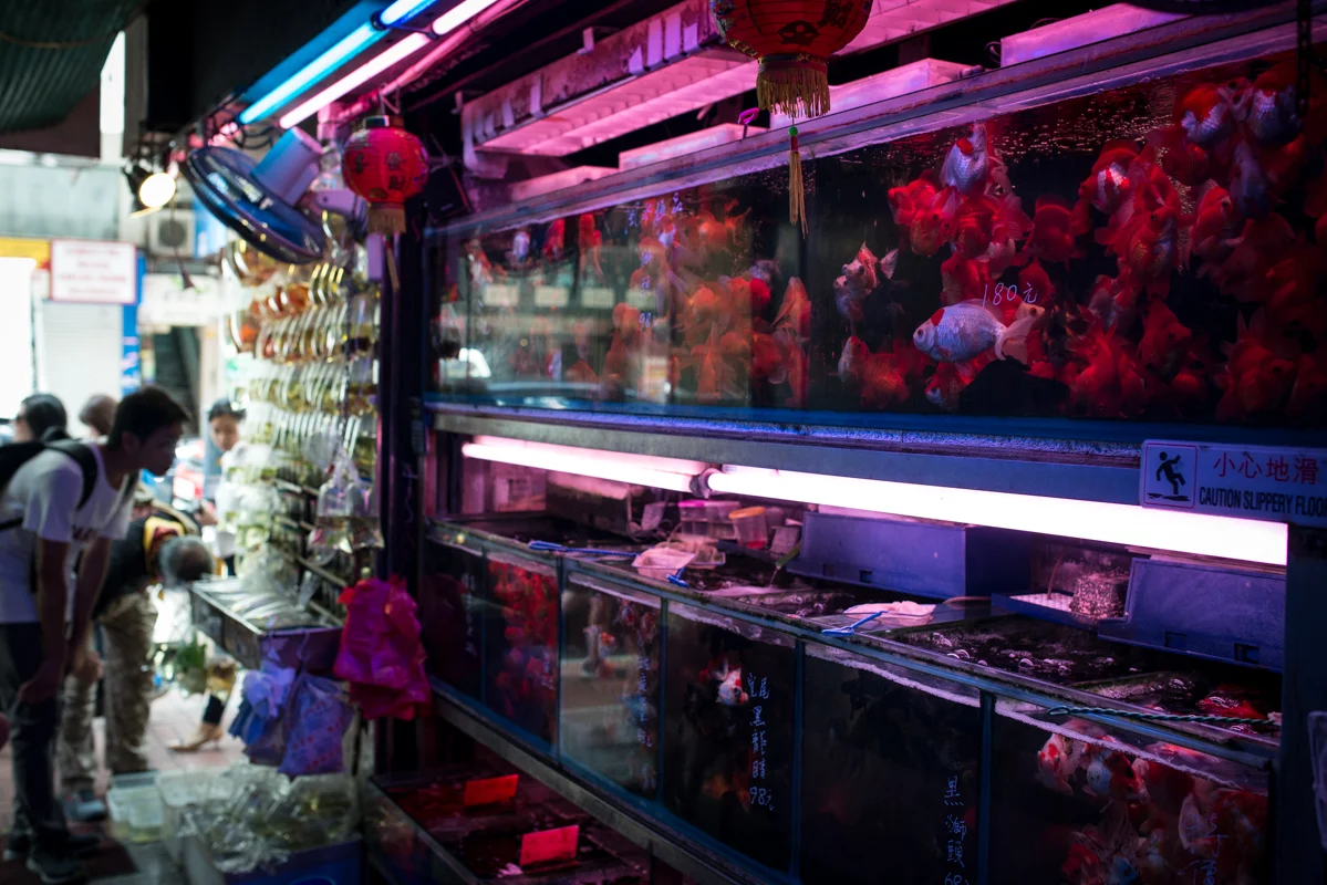 Interior of a shop selling goldfish, guppies, and aquatic plants
