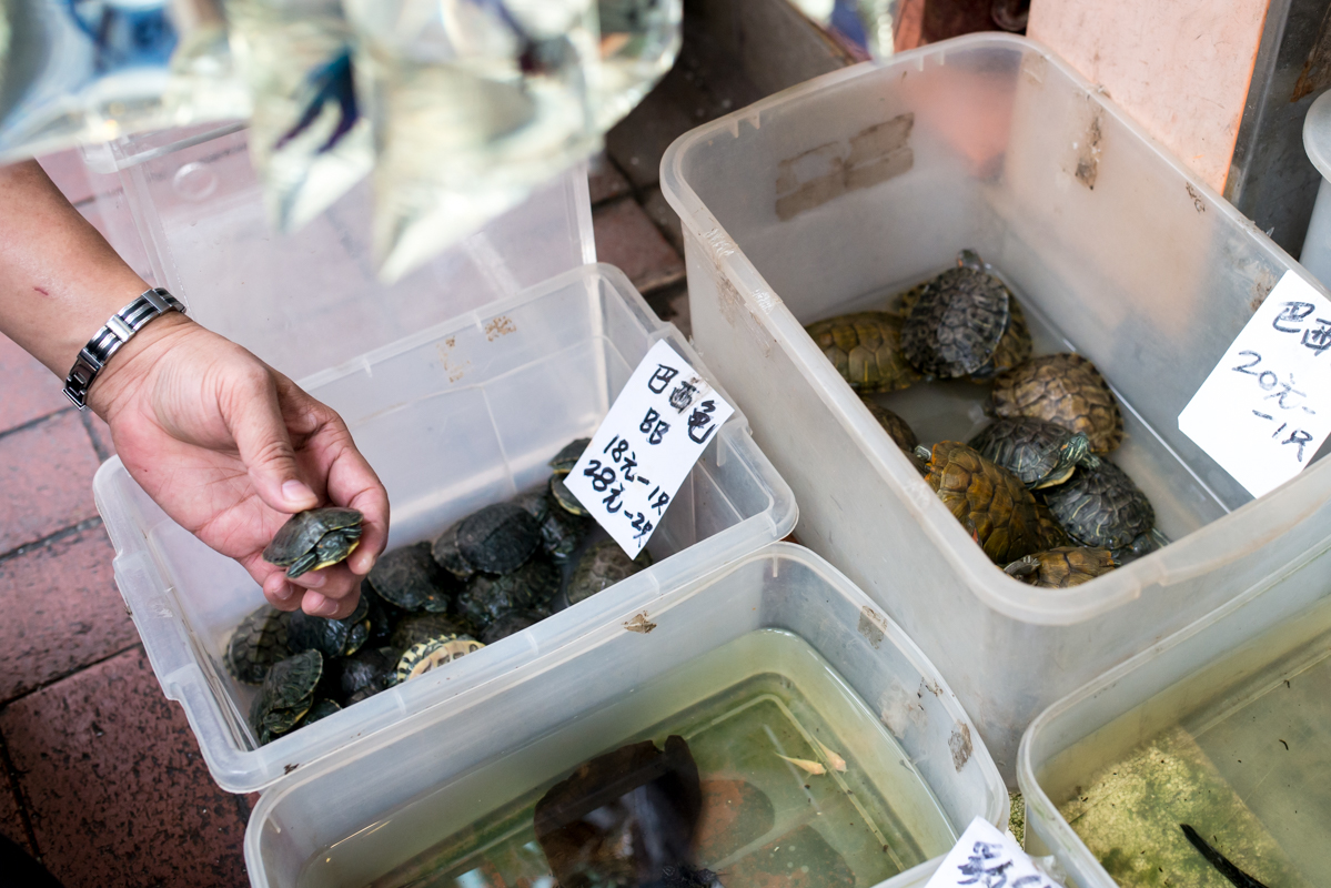  Turtles for sale at the Goldfish Market 