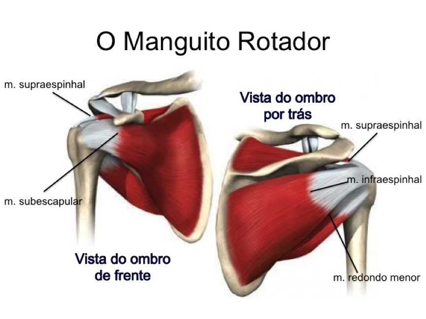 Os tendões do Manguito Rotador