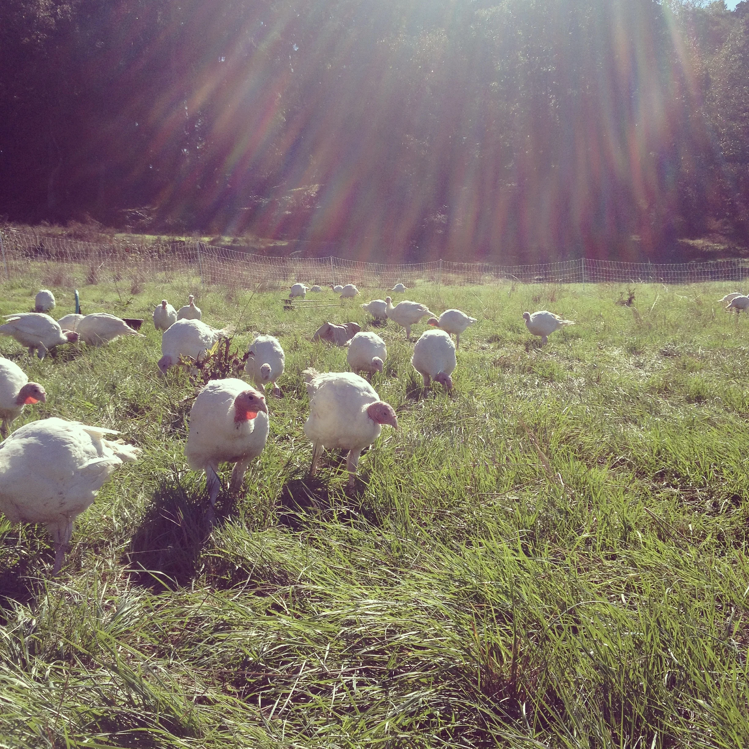  Pastured turkeys exploring a new paddock. 