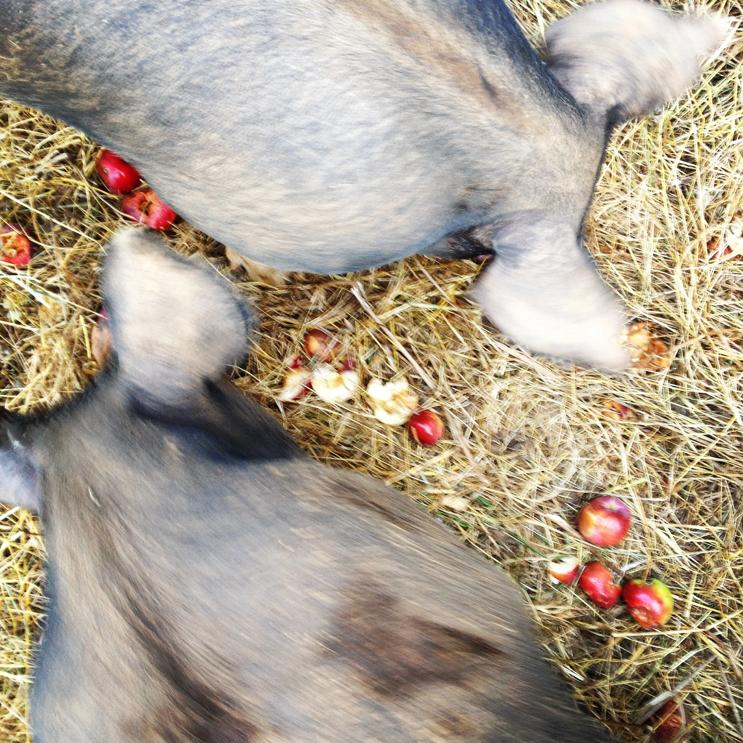  In the fall we supplement our pigs' diet with windfall apples and pears, which results in happy pigs and succulent pork. 